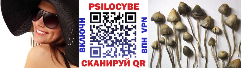 как найти наркотики  Судогда  Псилоцибиновые грибы прущие грибы 